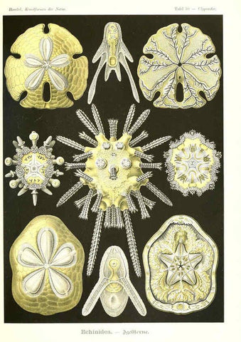 Reproducción/Reproduction 6197318031: Kunstformen der Natur Leipzig und Wien :Verlag des Bibliographischen Instituts,1904