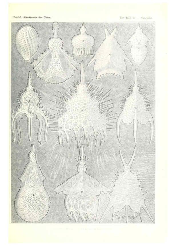Reproducción/Reproduction 6197837550: Kunstformen der Natur Leipzig und Wien :Verlag des Bibliographischen Instituts,1904
