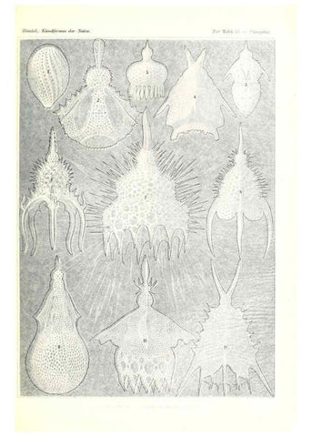 Reproducción/Reproduction 6197837550: Kunstformen der Natur Leipzig und Wien :Verlag des Bibliographischen Instituts,1904