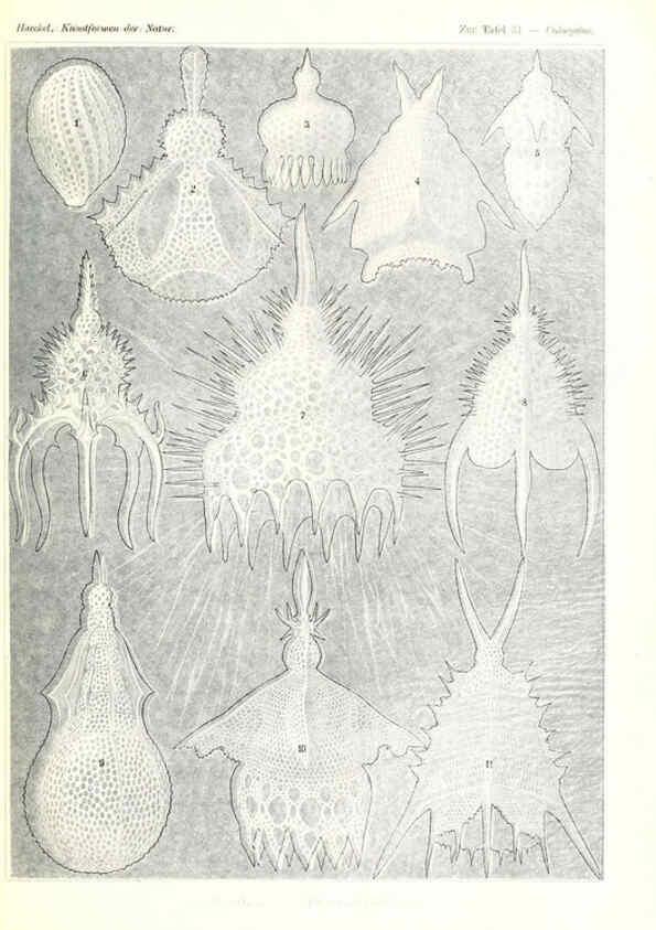 Reproducción/Reproduction 6197837550: Kunstformen der Natur Leipzig und Wien :Verlag des Bibliographischen Instituts,1904