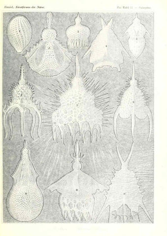 Reproducción/Reproduction 6197837550: Kunstformen der Natur Leipzig und Wien :Verlag des Bibliographischen Instituts,1904