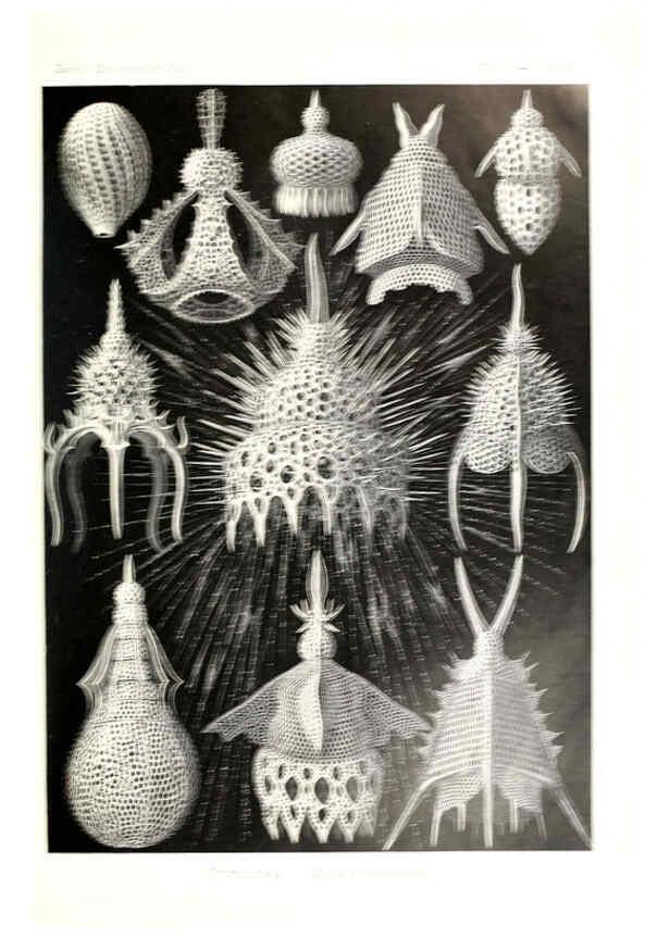 Reproducción/Reproduction 6197837700: Kunstformen der Natur Leipzig und Wien :Verlag des Bibliographischen Instituts,1904