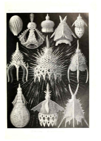 Reproducción/Reproduction 6197837700: Kunstformen der Natur Leipzig und Wien :Verlag des Bibliographischen Instituts,1904