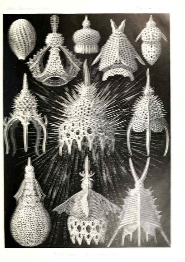 Reproducción/Reproduction 6197837700: Kunstformen der Natur Leipzig und Wien :Verlag des Bibliographischen Instituts,1904