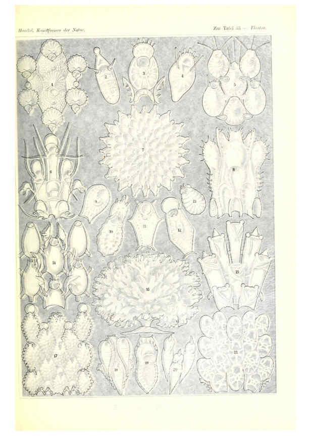 Reproducción/Reproduction 6197318423: Kunstformen der Natur Leipzig und Wien :Verlag des Bibliographischen Instituts,1904