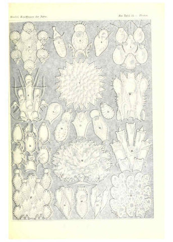 Reproducción/Reproduction 6197318423: Kunstformen der Natur Leipzig und Wien :Verlag des Bibliographischen Instituts,1904