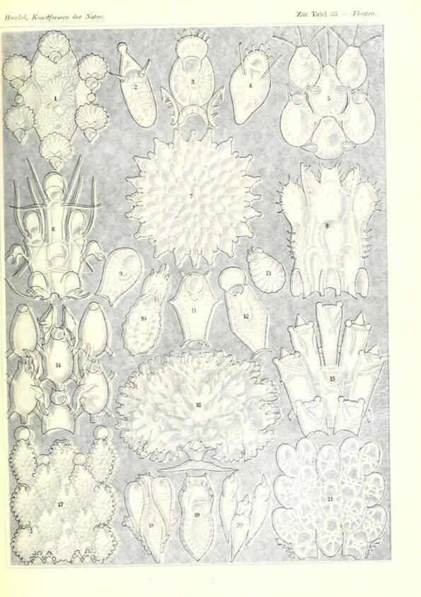 Reproducción/Reproduction 6197318423: Kunstformen der Natur Leipzig und Wien :Verlag des Bibliographischen Instituts,1904