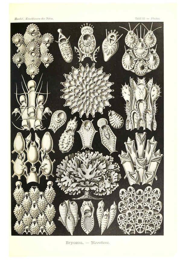 Reproducción/Reproduction 6197318575: Kunstformen der Natur Leipzig und Wien :Verlag des Bibliographischen Instituts,1904