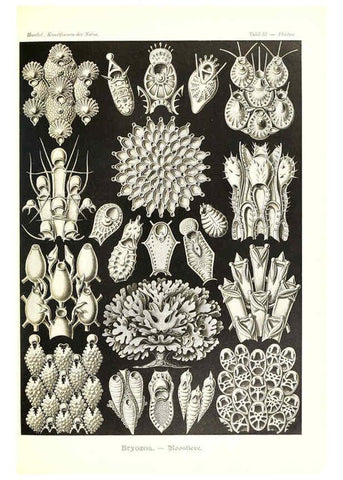 Reproducción/Reproduction 6197318575: Kunstformen der Natur Leipzig und Wien :Verlag des Bibliographischen Instituts,1904