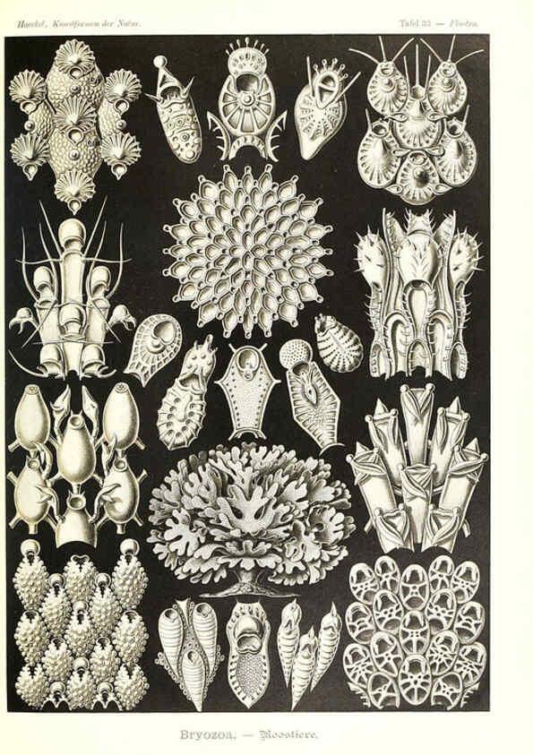 Reproducción/Reproduction 6197318575: Kunstformen der Natur Leipzig und Wien :Verlag des Bibliographischen Instituts,1904