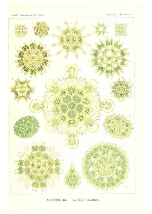 Reproducción/Reproduction 6197318709: Kunstformen der Natur Leipzig und Wien :Verlag des Bibliographischen Instituts,1904