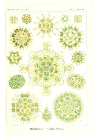 Reproducción/Reproduction 6197318709: Kunstformen der Natur Leipzig und Wien :Verlag des Bibliographischen Instituts,1904