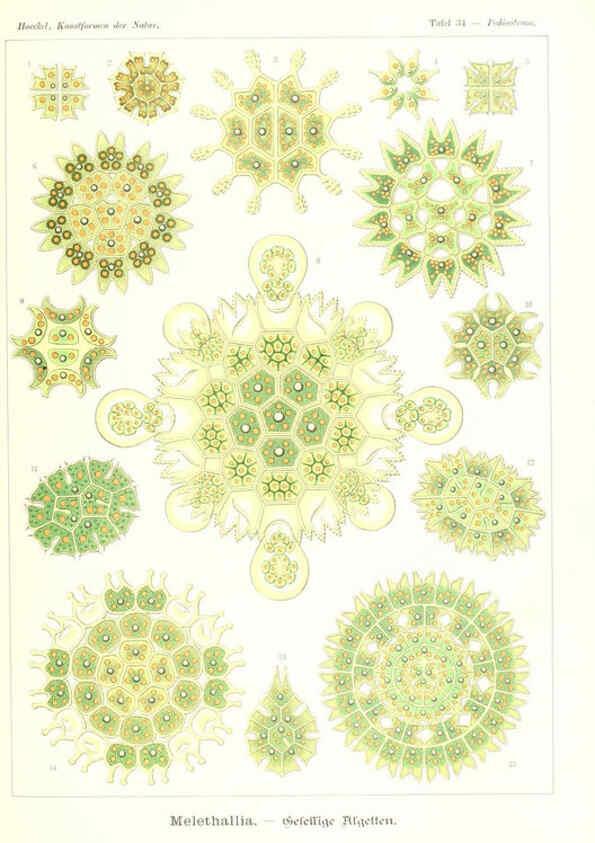 Reproducción/Reproduction 6197318709: Kunstformen der Natur Leipzig und Wien :Verlag des Bibliographischen Instituts,1904