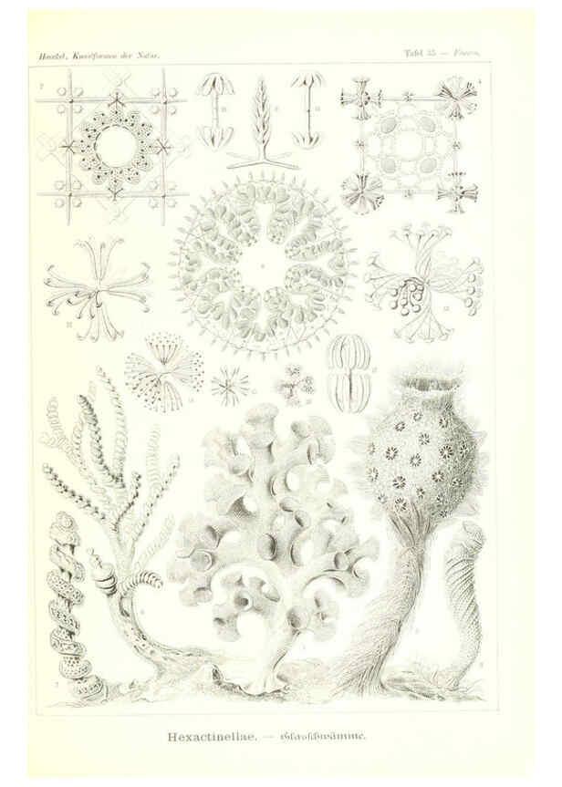Reproducción/Reproduction 6197318851: Kunstformen der Natur Leipzig und Wien :Verlag des Bibliographischen Instituts,1904