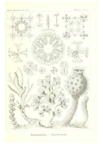 Reproducción/Reproduction 6197318851: Kunstformen der Natur Leipzig und Wien :Verlag des Bibliographischen Instituts,1904