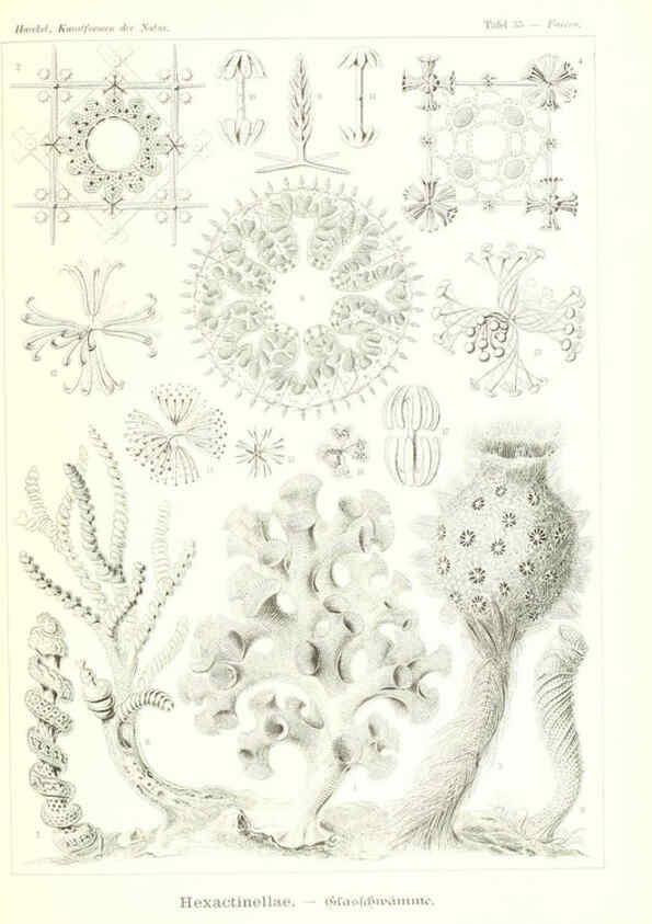 Reproducción/Reproduction 6197318851: Kunstformen der Natur Leipzig und Wien :Verlag des Bibliographischen Instituts,1904