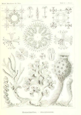 Reproducción/Reproduction 6197318851: Kunstformen der Natur Leipzig und Wien :Verlag des Bibliographischen Instituts,1904