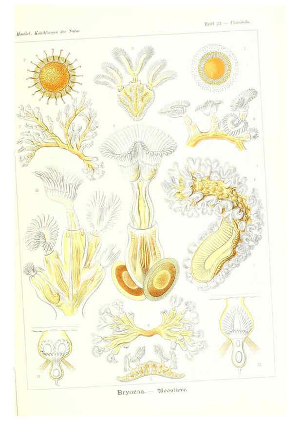 Reproducción/Reproduction 6197316801: Kunstformen der Natur Leipzig und Wien :Verlag des Bibliographischen Instituts,1904
