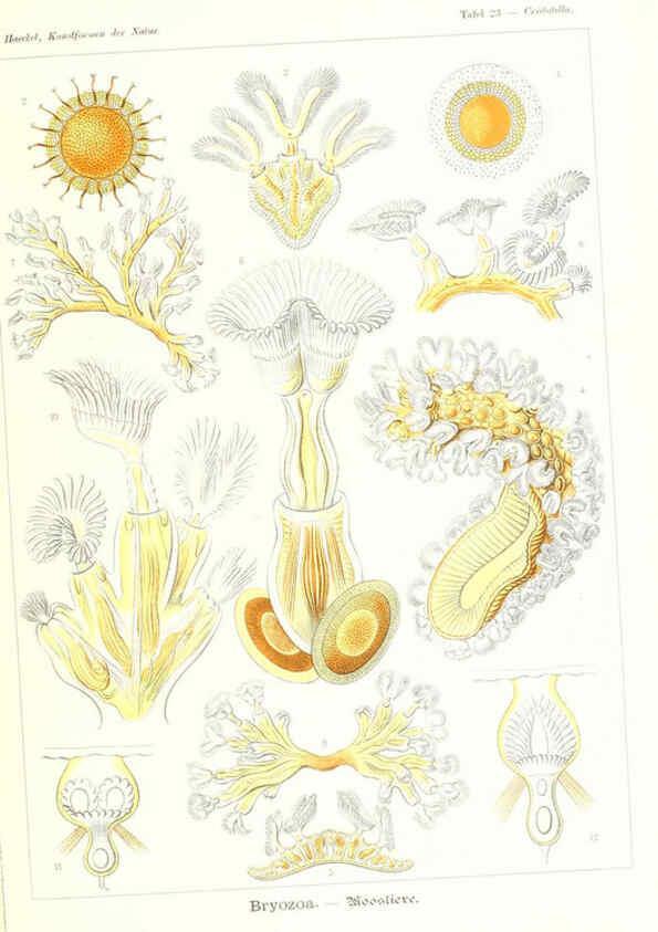 Reproducción/Reproduction 6197316801: Kunstformen der Natur Leipzig und Wien :Verlag des Bibliographischen Instituts,1904