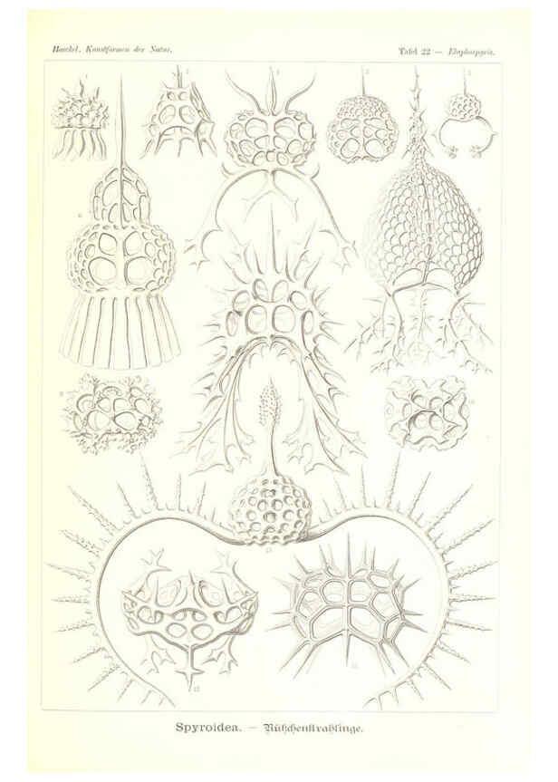 Reproducción/Reproduction 6197316693: Kunstformen der Natur Leipzig und Wien :Verlag des Bibliographischen Instituts,1904