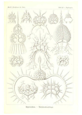 Reproducción/Reproduction 6197316693: Kunstformen der Natur Leipzig und Wien :Verlag des Bibliographischen Instituts,1904