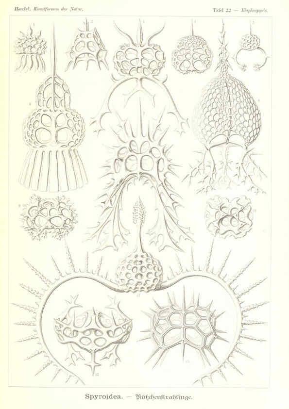 Reproducción/Reproduction 6197316693: Kunstformen der Natur Leipzig und Wien :Verlag des Bibliographischen Instituts,1904