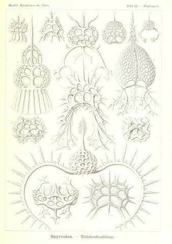 Reproducción/Reproduction 6197316693: Kunstformen der Natur Leipzig und Wien :Verlag des Bibliographischen Instituts,1904