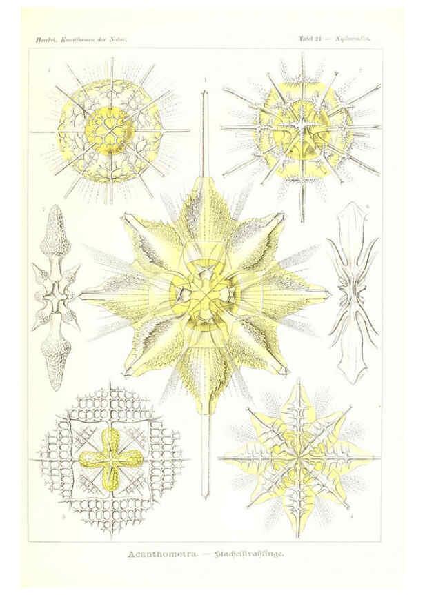 Reproducción/Reproduction 6197836034: Kunstformen der Natur Leipzig und Wien :Verlag des Bibliographischen Instituts,1904
