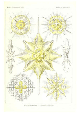 Reproducción/Reproduction 6197836034: Kunstformen der Natur Leipzig und Wien :Verlag des Bibliographischen Instituts,1904