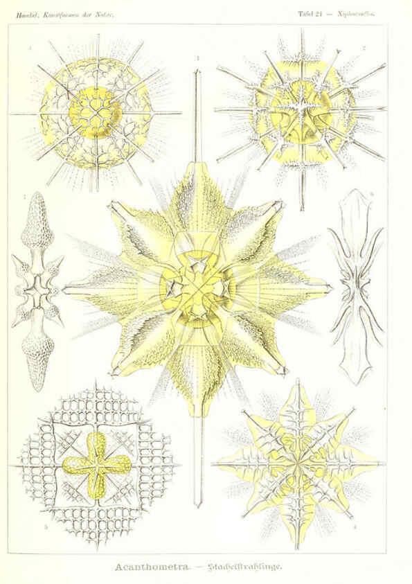 Reproducción/Reproduction 6197836034: Kunstformen der Natur Leipzig und Wien :Verlag des Bibliographischen Instituts,1904