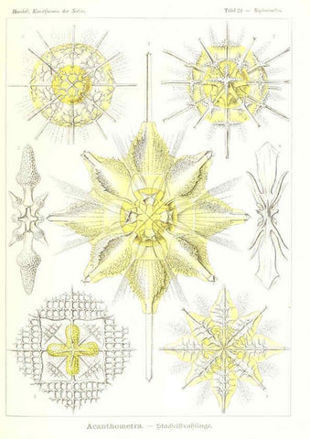Reproducción/Reproduction 6197836034: Kunstformen der Natur Leipzig und Wien :Verlag des Bibliographischen Instituts,1904