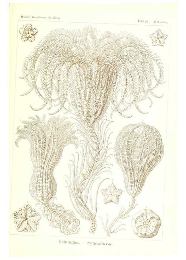 Reproducción/Reproduction 6197316491: Kunstformen der Natur Leipzig und Wien :Verlag des Bibliographischen Instituts,1904