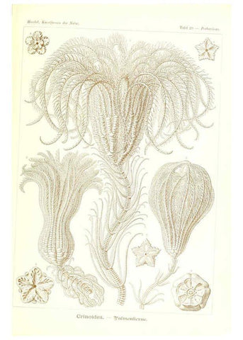 Reproducción/Reproduction 6197316491: Kunstformen der Natur Leipzig und Wien :Verlag des Bibliographischen Instituts,1904