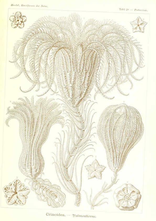 Reproducción/Reproduction 6197316491: Kunstformen der Natur Leipzig und Wien :Verlag des Bibliographischen Instituts,1904