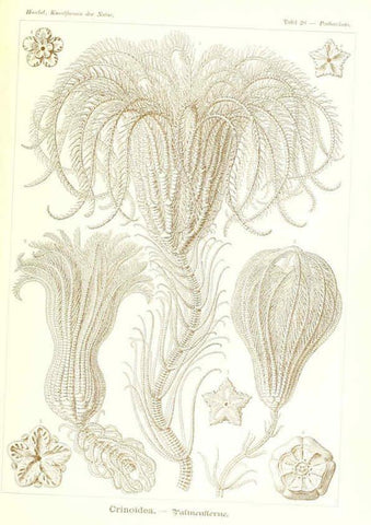 Reproducción/Reproduction 6197316491: Kunstformen der Natur Leipzig und Wien :Verlag des Bibliographischen Instituts,1904