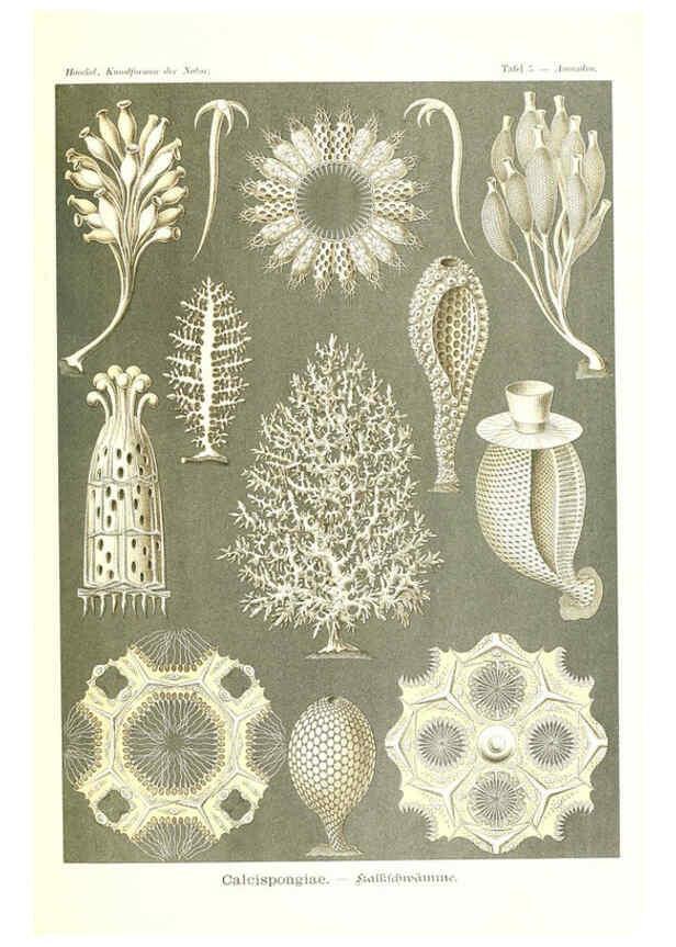 Reproducción/Reproduction 6197314381: Kunstformen der Natur Leipzig und Wien :Verlag des Bibliographischen Instituts,1904
