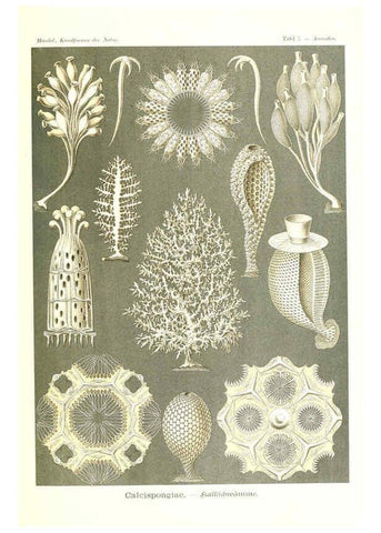 Reproducción/Reproduction 6197314381: Kunstformen der Natur Leipzig und Wien :Verlag des Bibliographischen Instituts,1904