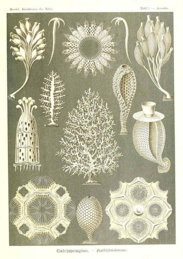 Reproducción/Reproduction 6197314381: Kunstformen der Natur Leipzig und Wien :Verlag des Bibliographischen Instituts,1904