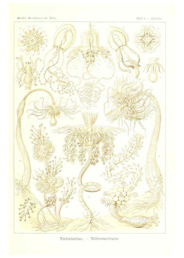 Reproducción/Reproduction 6197833788: Kunstformen der Natur Leipzig und Wien :Verlag des Bibliographischen Instituts,1904