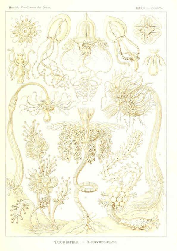 Reproducción/Reproduction 6197833788: Kunstformen der Natur Leipzig und Wien :Verlag des Bibliographischen Instituts,1904