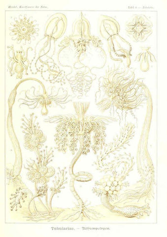 Reproducción/Reproduction 6197833788: Kunstformen der Natur Leipzig und Wien :Verlag des Bibliographischen Instituts,1904