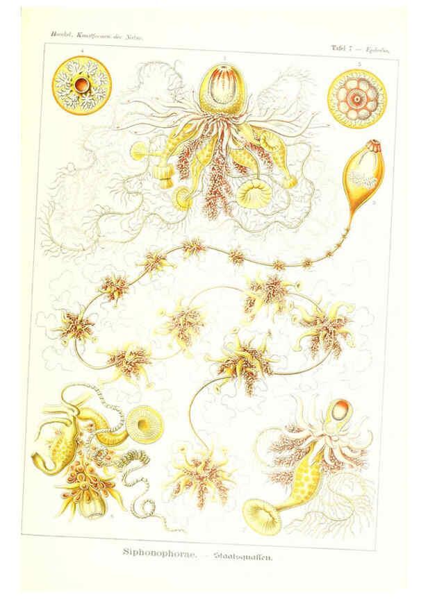 Reproducción/Reproduction 6197833898: Kunstformen der Natur Leipzig und Wien :Verlag des Bibliographischen Instituts,1904