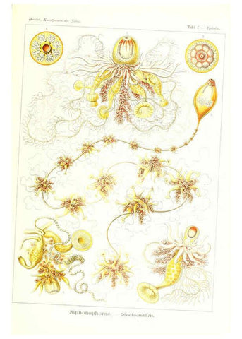 Reproducción/Reproduction 6197833898: Kunstformen der Natur Leipzig und Wien :Verlag des Bibliographischen Instituts,1904