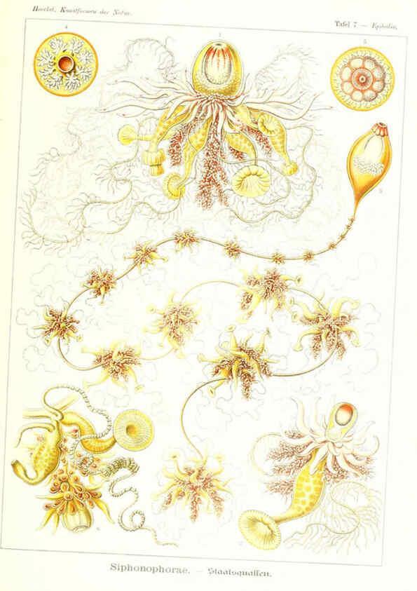Reproducción/Reproduction 6197833898: Kunstformen der Natur Leipzig und Wien :Verlag des Bibliographischen Instituts,1904