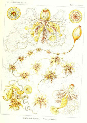 Reproducción/Reproduction 6197833898: Kunstformen der Natur Leipzig und Wien :Verlag des Bibliographischen Instituts,1904