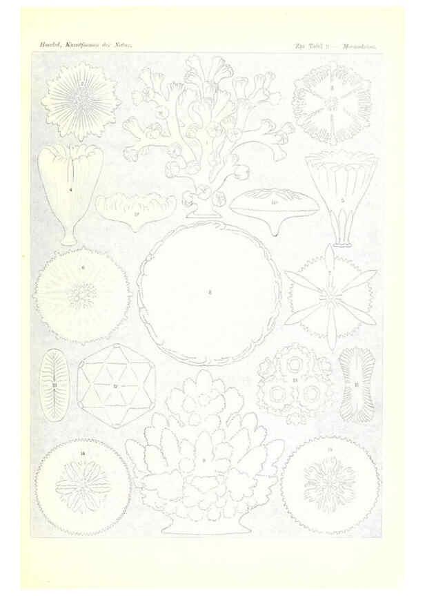 Reproducción/Reproduction 6197834210: Kunstformen der Natur Leipzig und Wien :Verlag des Bibliographischen Instituts,1904