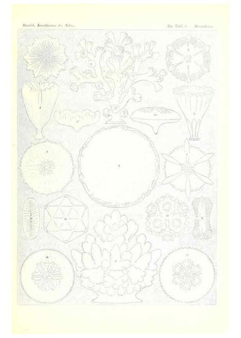 Reproducción/Reproduction 6197834210: Kunstformen der Natur Leipzig und Wien :Verlag des Bibliographischen Instituts,1904