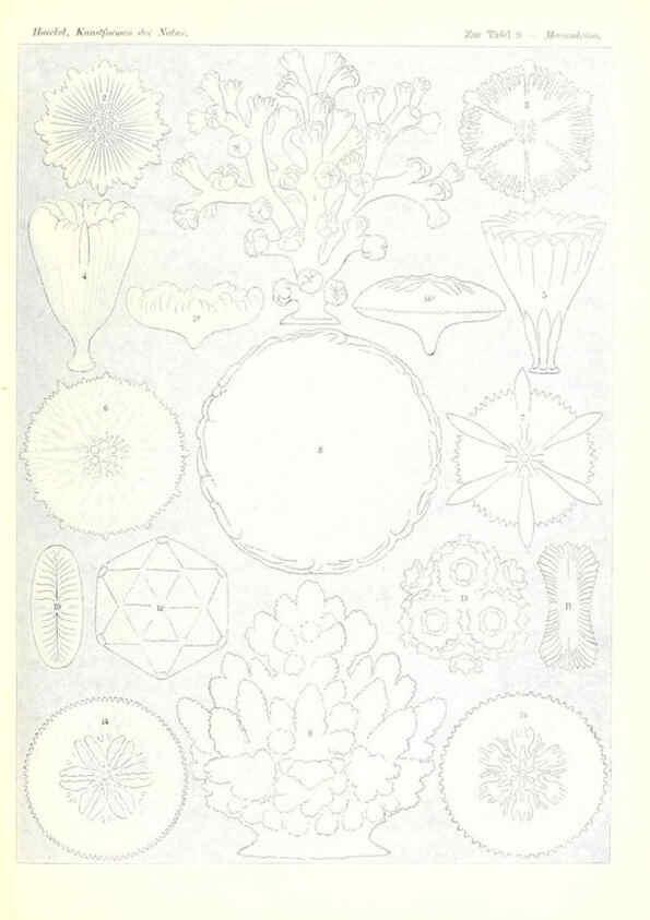 Reproducción/Reproduction 6197834210: Kunstformen der Natur Leipzig und Wien :Verlag des Bibliographischen Instituts,1904