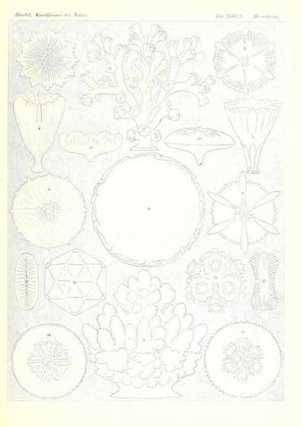 Reproducción/Reproduction 6197834210: Kunstformen der Natur Leipzig und Wien :Verlag des Bibliographischen Instituts,1904
