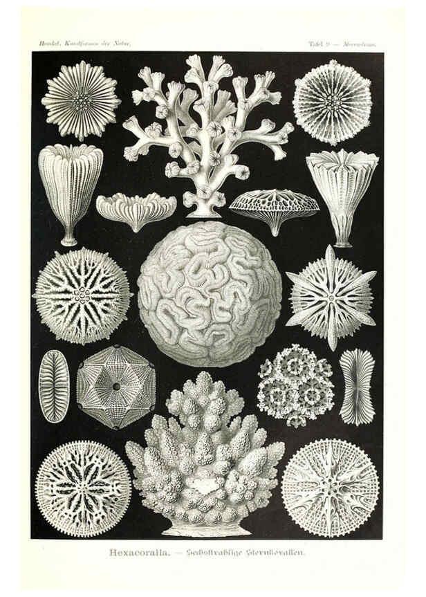 Reproducción/Reproduction 6197834362: Kunstformen der Natur Leipzig und Wien :Verlag des Bibliographischen Instituts,1904